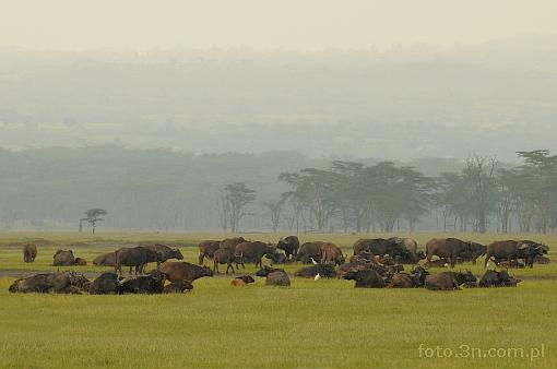 Afryka; Kenia; bawó³