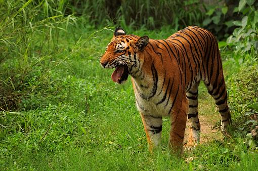 Azja; Indie; tygrys; tygrys bengalski; panthera tigris