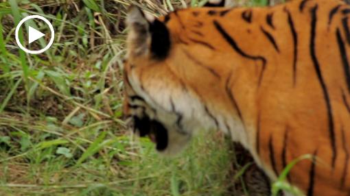 Azja; Indie; tygrys; tygrys bengalski; panthera tigris