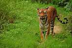 042H-0500; 3808 x 2529 pix; Azja, Indie, tygrys, tygrys bengalski, panthera tigris