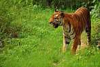 042H-0510; 3707 x 2462 pix; Azja, Indie, tygrys, tygrys bengalski, panthera tigris