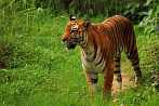 042H-0520; 3513 x 2334 pix; Azja, Indie, tygrys, tygrys bengalski, panthera tigris