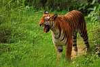 042H-0530; 3623 x 2406 pix; Azja, Indie, tygrys, tygrys bengalski, panthera tigris