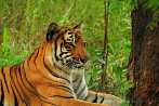042H-0602; 4288 x 2848 pix; Azja, Indie, tygrys, tygrys bengalski, panthera tigris