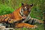 042H-0610; 4288 x 2848 pix; Azja, Indie, tygrys, tygrys bengalski, panthera tigris