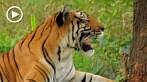 042H-1000; 1280 x 720 pix; Azja, Indie, tygrys, tygrys bengalski, panthera tigris