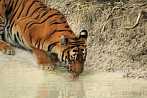 042H-0800; 4288 x 2848 pix; Azja, Indie, tygrys, tygrys bengalski, panthera tigris, woda
