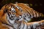 042H-0021; 3698 x 2475 pix; tygrys, tygrys bengalski, panthera tigris, woda