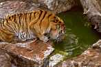 042H-0046; 2831 x 1896 pix; tygrys, tygrys bengalski, panthera tigris, woda