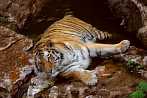 042H-0060; 3872 x 2592 pix; tygrys, tygrys bengalski, panthera tigris, woda