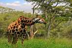 042I-0630; 3972 x 2639 pix; Afryka, Kenia, żyrafa