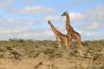 042I-0900; 4218 x 2802 pix; Afryka, Kenia, żyrafa, busz