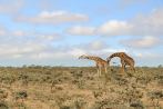 042I-0910; 4288 x 2848 pix; Afryka, Kenia, żyrafa, busz