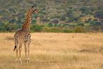042I-0030; 3530 x 2364 pix; Afryka, Kenia, żyrafa, sawanna