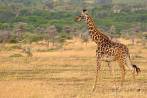 042I-0040; 3410 x 2283 pix; Afryka, Kenia, żyrafa, sawanna