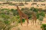 042I-0060; 3455 x 2314 pix; Afryka, Kenia, żyrafa, sawanna