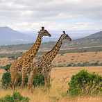 042I-0083; 3622 x 3622 pix; Afryka, Kenia, żyrafa, sawanna