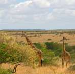 042I-0085; 3624 x 3622 pix; Afryka, Kenia, żyrafa, sawanna