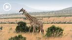042I-0300; 1280 x 720 pix; Afryka, Kenia, żyrafa, sawanna