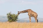 042I-0430; 4288 x 2848 pix; Afryka, Kenia, żyrafa, sawanna