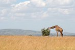 042I-0440; 4288 x 2848 pix; Afryka, Kenia, żyrafa, sawanna