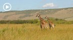 042I-0447; 1280 x 720 pix; Afryka, Kenia, żyrafa, sawanna