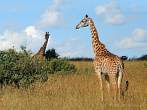 042I-0950; 4266 x 3200 pix; Afryka, Kenia, żyrafa, sawanna