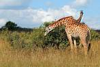 042I-0960; 4288 x 2848 pix; Afryka, Kenia, żyrafa, sawanna