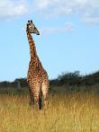 042I-0980; 2828 x 3769 pix; Afryka, Kenia, żyrafa, sawanna