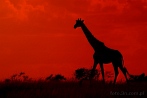 042I-0010; 3217 x 2155 pix; Afryka, Kenia, żyrafa, zachód słońca