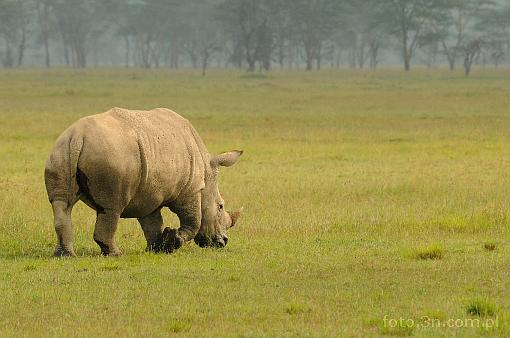 Afryka; Kenia; nosoroec