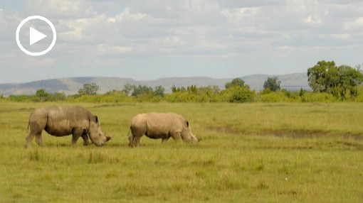 Afryka; Kenia; nosoroec