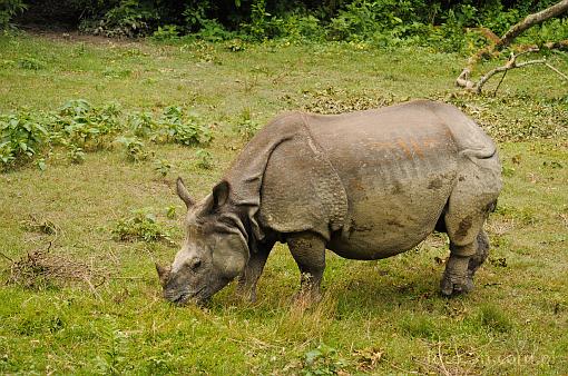 Azja; Nepal; nosoroec