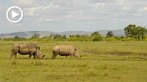 042M-1020; 1280 x 720 pix; Afryka, Kenia, nosoroec