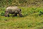 042M-2260; 3720 x 2472 pix; Azja, Nepal, nosorożec