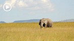 042P-1040; 1280 x 720 pix; Afryka, Kenia, so, sawanna
