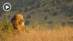 042R-1070; 1280 x 720 pix; Afryka, Kenia, lew, król lew