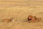 042R-0707; 2983 x 1998 pix; Afryka, Kenia, lew, polowanie, padlina, sawanna