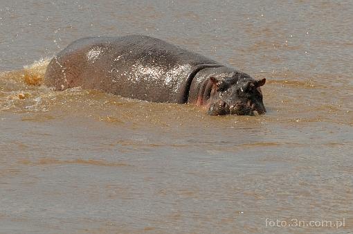Afryka; Kenia; hipopotam