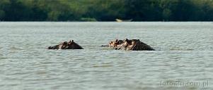 042W-0520; 5819 x 2487 pix; Afryka, Kenia, jezioro Victoria, hipopotam