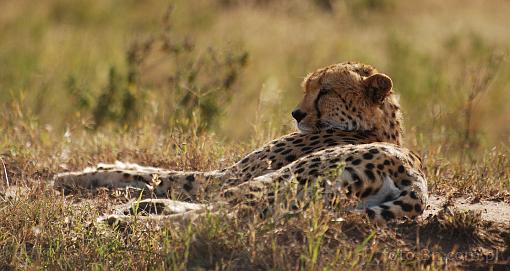 Afryka; Kenia; gepard