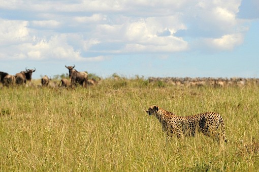 Afryka; Kenia; gepard