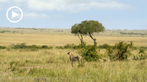 Afryka; Kenia; sawanna; gepard