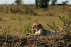 042X-0400; 3524 x 2360 pix; Afryka, Kenia, gepard