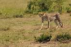 042X-0540; 4020 x 2670 pix; Afryka, Kenia, gepard