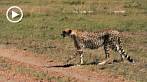 042X-0990; 1280 x 720 pix; Afryka, Kenia, gepard