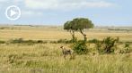 042X-1010; 1280 x 720 pix; Afryka, Kenia, sawanna, gepard