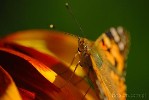 owad; motyl; rusa³ka pokrzywnik