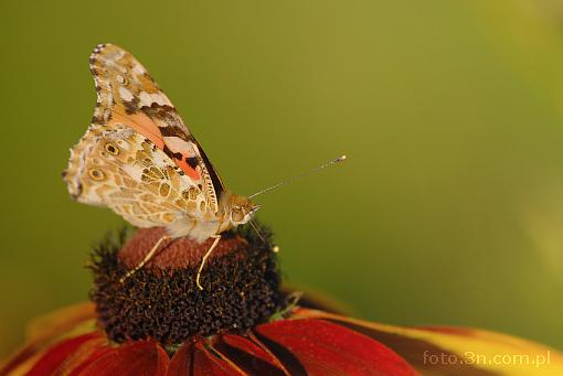 owad; motyl; rusa³ka pokrzywnik