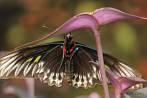 0051-0760; 4288 x 2848 pix; Azja, Malezja, owad, motyl, Rajah Brooke’s Birdwing, Trogonoptera brookiana albescens